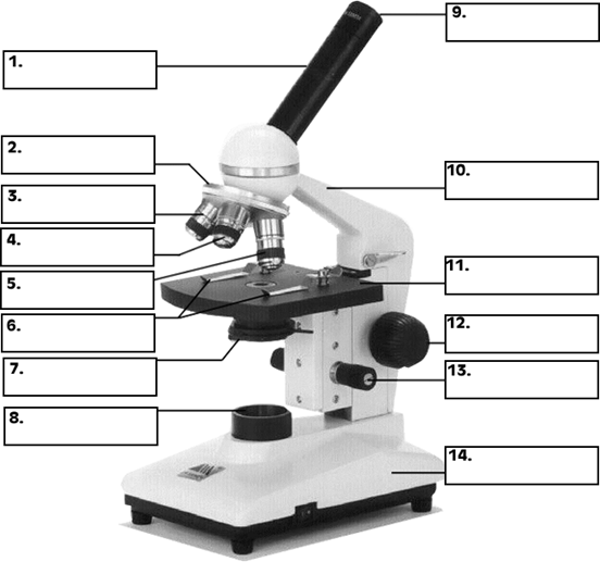 the-microscope